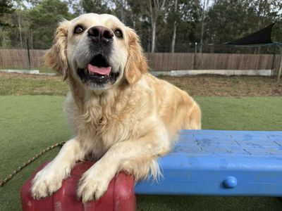 established-fully-licenced-doggy-day-care-motel-and-grooming-7