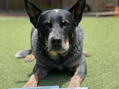 established-fully-licenced-doggy-day-care-motel-and-grooming-3