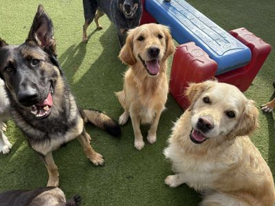 established-fully-licenced-doggy-day-care-motel-and-grooming-9