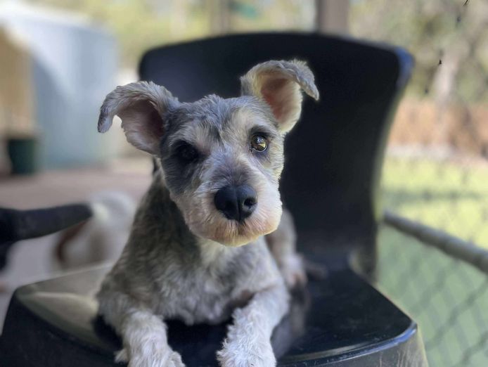 established-fully-licenced-doggy-day-care-motel-and-grooming-6