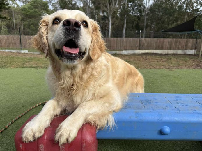established-fully-licenced-doggy-day-care-motel-and-grooming-7