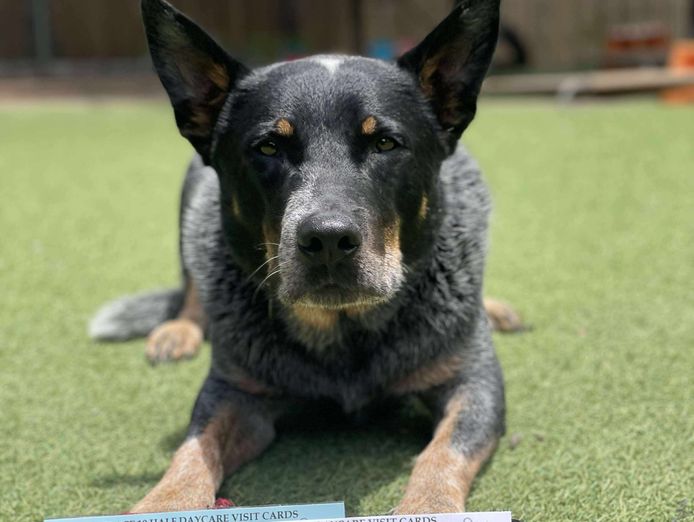 established-fully-licenced-doggy-day-care-motel-and-grooming-3