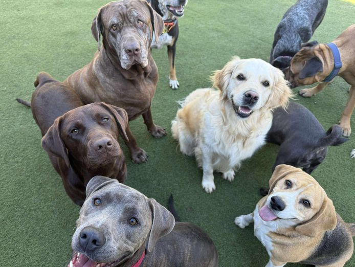 established-fully-licenced-doggy-day-care-motel-and-grooming-2