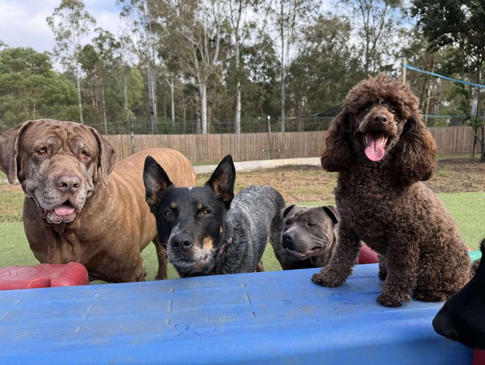 established-fully-licenced-doggy-day-care-motel-and-grooming-0