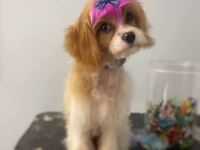 established-fully-licenced-doggy-day-care-motel-and-grooming-1