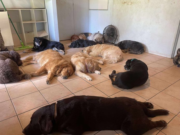 established-fully-licenced-doggy-day-care-motel-and-grooming-5