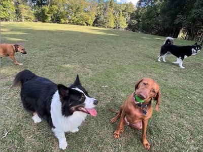 doggie-day-care-business-for-sale-sunshine-coast-qld-3