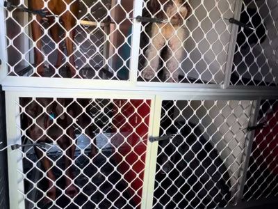 doggie-day-care-business-for-sale-sunshine-coast-qld-1