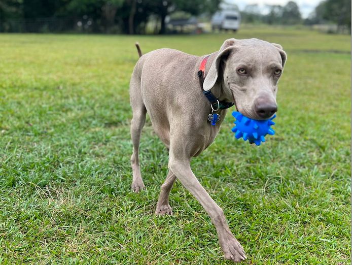 doggie-day-care-business-for-sale-sunshine-coast-qld-2