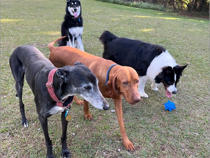 doggie-day-care-business-for-sale-sunshine-coast-qld-0
