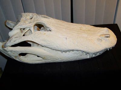 animal-skulls-for-sale-1