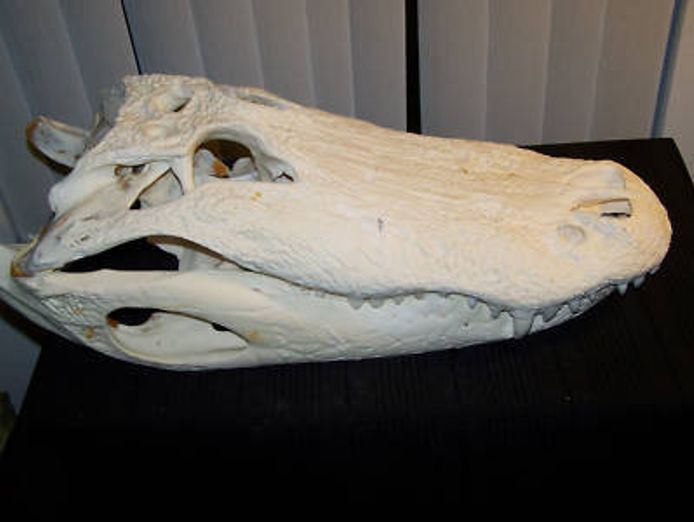 animal-skulls-for-sale-1