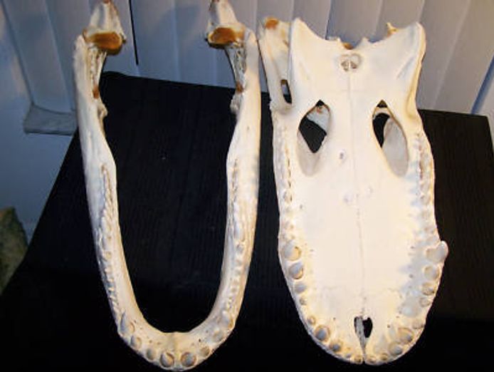 animal-skulls-for-sale-0
