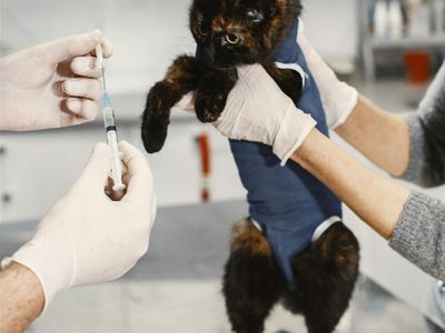 agnes-coast-vet-clinic-coastal-lifestyle-profit-3