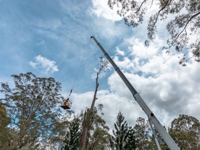 profitable-arboriculture-business-qld-2