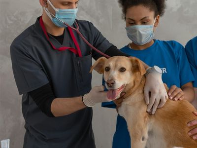 agnes-coast-vet-clinic-coastal-lifestyle-profit-5