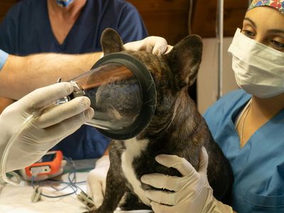 agnes-coast-vet-clinic-coastal-lifestyle-profit-2