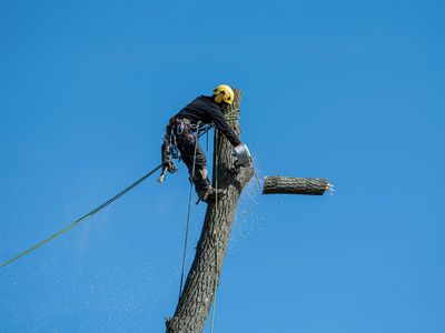 profitable-arboriculture-business-qld-1