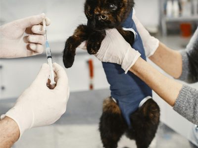 agnes-coast-vet-clinic-coastal-lifestyle-profit-3
