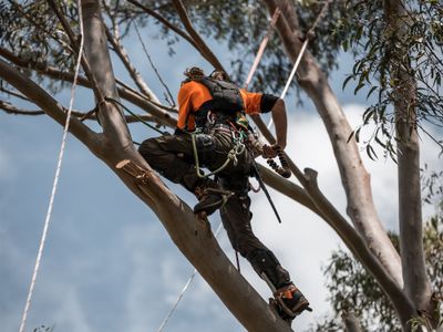 profitable-arboriculture-amp-land-clearing-business-qld-3