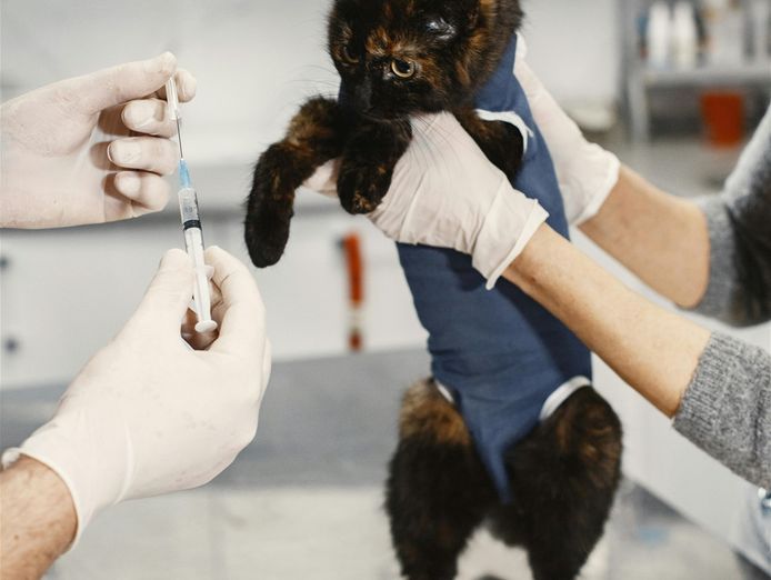 agnes-coast-vet-clinic-coastal-lifestyle-profit-3