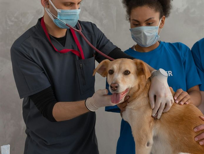 agnes-coast-vet-clinic-coastal-lifestyle-profit-5