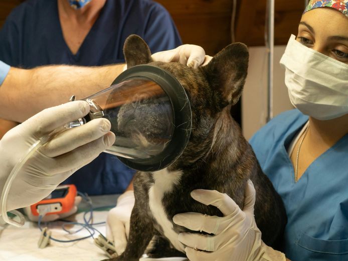 agnes-coast-vet-clinic-coastal-lifestyle-profit-2