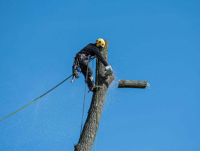 profitable-arboriculture-business-qld-1
