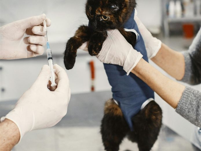 agnes-coast-vet-clinic-coastal-lifestyle-profit-3