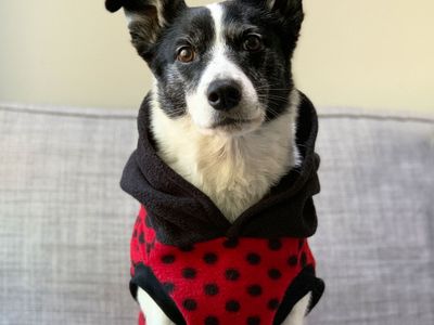 established-australian-made-dog-clothing-brand-with-10-year-legacy-4