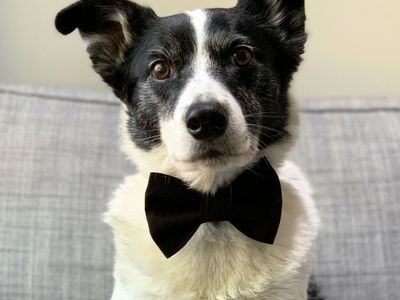 established-australian-made-dog-clothing-brand-with-10-year-legacy-1