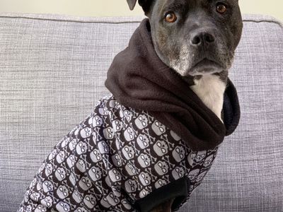 established-australian-made-dog-clothing-brand-with-10-year-legacy-3