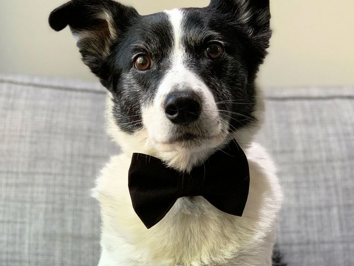established-australian-made-dog-clothing-brand-with-10-year-legacy-1