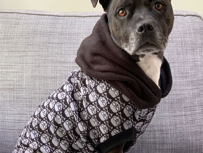 established-australian-made-dog-clothing-brand-with-10-year-legacy-3