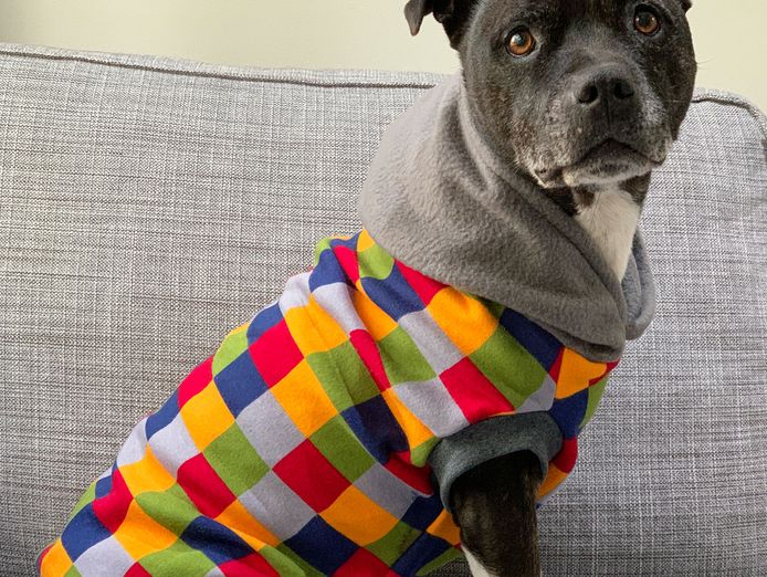 established-australian-made-dog-clothing-brand-with-10-year-legacy-0