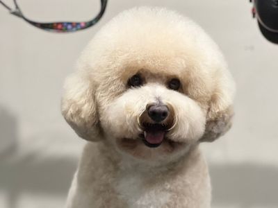 st-leonards-boutique-dog-grooming-salon-established-equipped-7