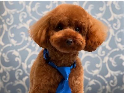 st-leonards-boutique-dog-grooming-salon-established-equipped-4