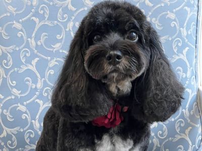 st-leonards-boutique-dog-grooming-salon-established-equipped-2