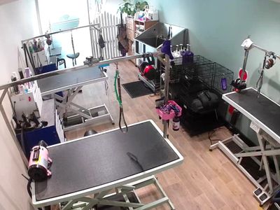 st-leonards-boutique-dog-grooming-salon-established-equipped-1