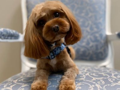 st-leonards-boutique-dog-grooming-salon-established-equipped-5