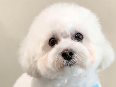 st-leonards-boutique-dog-grooming-salon-established-equipped-3