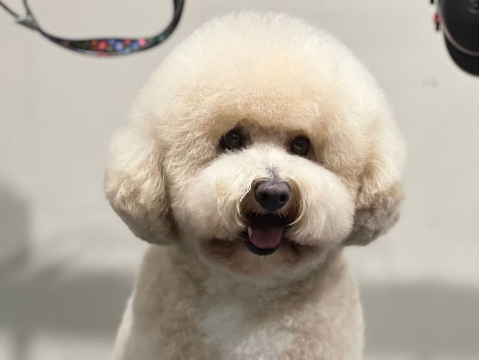 st-leonards-boutique-dog-grooming-salon-established-equipped-7