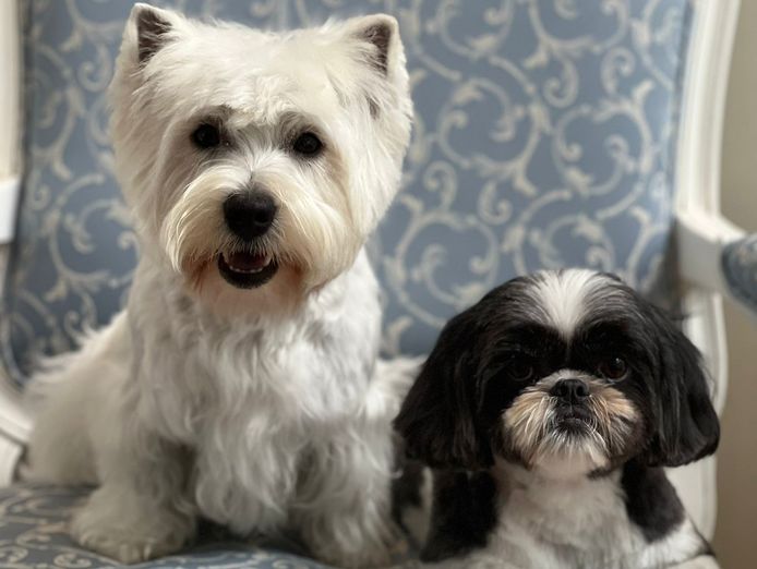 st-leonards-boutique-dog-grooming-salon-established-equipped-9