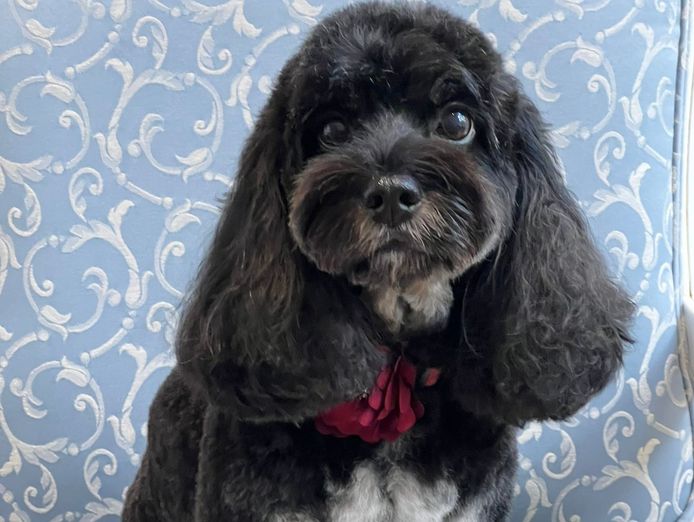 st-leonards-boutique-dog-grooming-salon-established-equipped-2