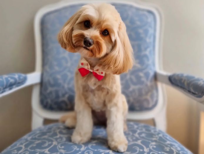 st-leonards-boutique-dog-grooming-salon-established-equipped-0