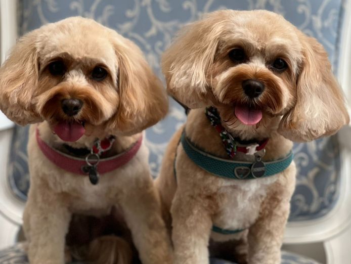 st-leonards-boutique-dog-grooming-salon-established-equipped-8