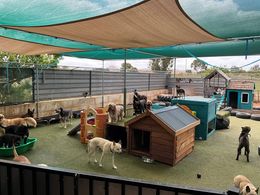 DOG DAY CARE BUSINESS (INCLUDING FREEHOLD)