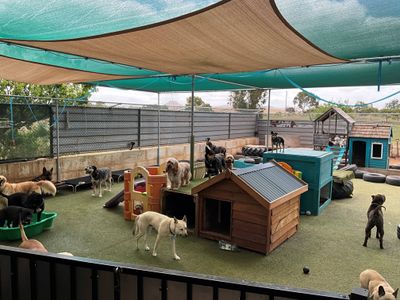 dog-day-care-business-including-freehold-0