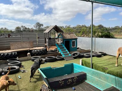 dog-day-care-business-including-freehold-6