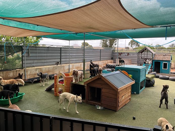 dog-day-care-business-including-freehold-0